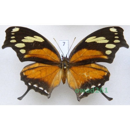 Consul fabius Cramer, 1776 Columbia 83mm7